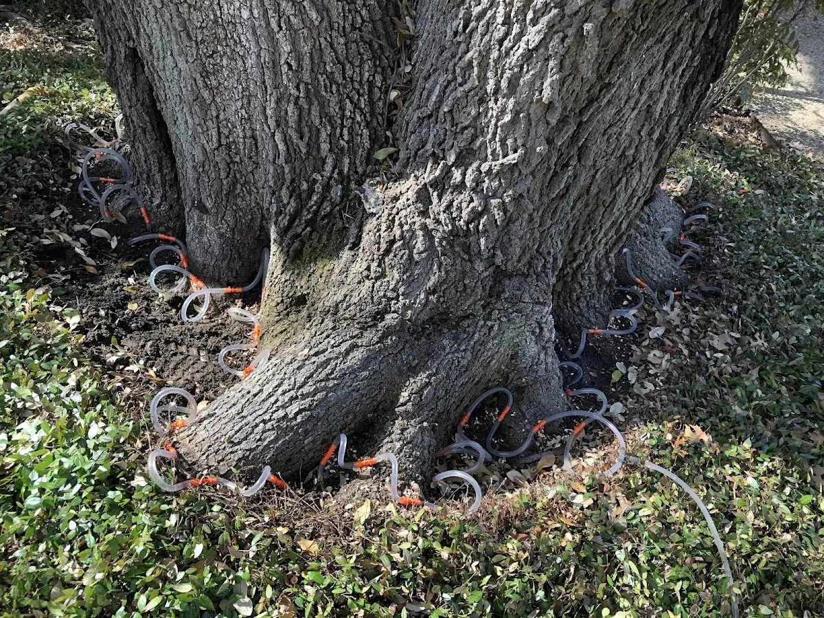 Detailed Tree Cabling and Bracing job site in Hickory Flat